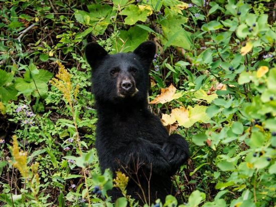 世界遺産イエローストーン国立公園1日ツアー　公園公認エキスパートガイドご案内 ＜貸切／日本語ガイド／ボーズマン発着＞