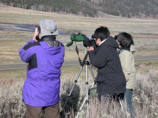 世界遺産イエローストーン国立公園3泊4日ツアー　公園公認エキスパートガイドがご案内 ＜4～10月／貸切／日本語ガイド／ボーズマン空港発着＞
