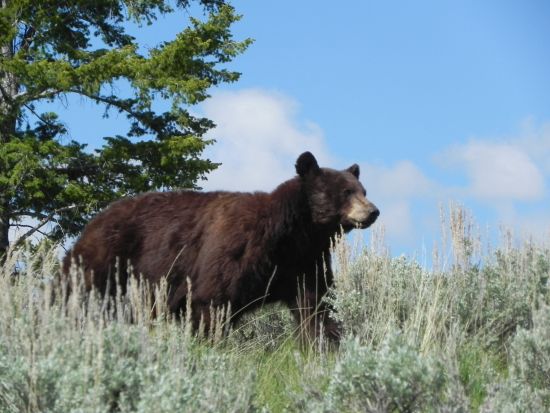 世界遺産イエローストーン国立公園3泊4日ツアー　公園公認エキスパートガイドがご案内 ＜4～10月／貸切／日本語ガイド／ボーズマン空港発着＞