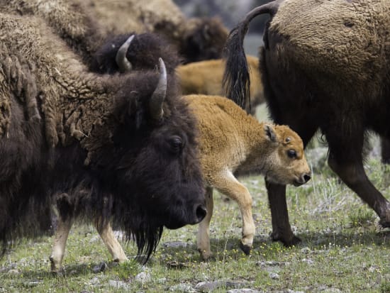 Bison cow calf herd credit NPS