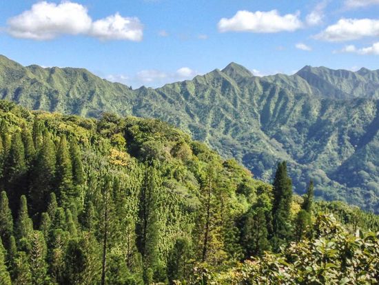 オアフ島　タンタラスの丘 緑豊かな熱帯雨林と火山の噴石丘陵をハイキング　中級～上級者向け＜英語ガイド＞