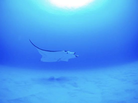マンタシュノーケリング体験  石垣島でマンタと泳ごう 水中写真をプレゼント！＜昼食弁当付／1日／石垣島発＞by カフー石垣