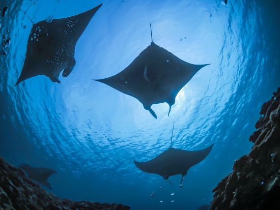 マンタシュノーケリング体験  石垣島でマンタと泳ごう 水中写真をプレゼント！＜昼食弁当付／1日／石垣島発＞by カフー石垣