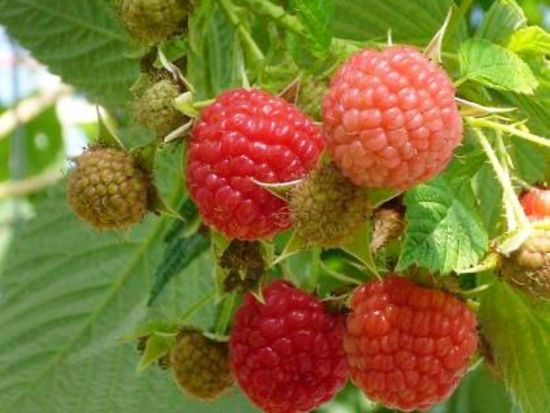 11350586_398507420333476_4588612445859791063_n