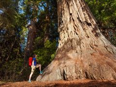 Giant Sequoias