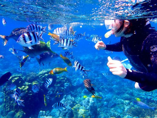 南島観光ツアー 南島上陸＋夏限定シュノーケリング＋ドルフィンスイム！冬～春はホエールウォッチング＜1日／送迎付／小笠原諸島・父島発＞by マッチの星空屋さん