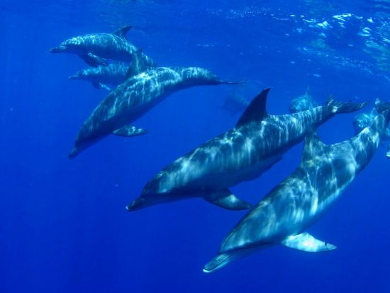 南島観光ツアー 南島上陸＋夏限定シュノーケリング＋ドルフィンスイム！冬～春はホエールウォッチング＜1日／送迎付／小笠原諸島・父島発＞by マッチの星空屋さん