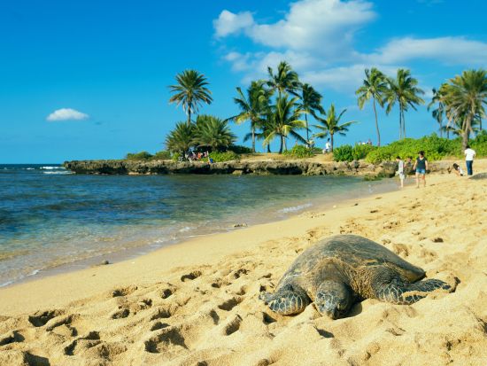 ノースショア（ハレイワ）往復シャトルサービス　ハレイワ滞在たっぷり5時間！先着10名様のベルトラ限定ミニツアー付き＜日本語ドライバー／7時半または11時出発＞