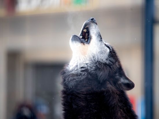 札幌発 日帰りバスツアー 旭山動物園＋美瑛白ひげの滝　北海道グルメバイキング昼食付プランあり ＜12～4月上旬／1名から催行／札幌市内発着＞