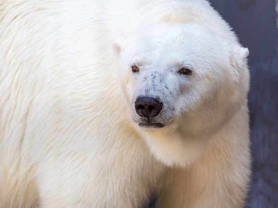 札幌発 日帰りバスツアー 旭山動物園＋青い池＋白ひげの滝ほか　選べる北海道ご当地グルメバイキングランチ ＜4月下旬～11月末／札幌市内発着／日本語・中国語＞