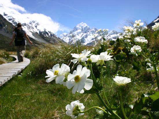 AOROP003,002,024-マウントクックリリ_ー