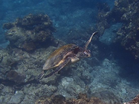 シュノーケリング半日ツアー 屋久島公認ガイドの石原さんがご案内　360度カメラで撮影した記念写真プレゼント付き by aqua style