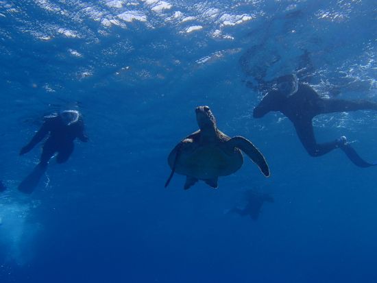 シュノーケリング半日ツアー 屋久島公認ガイドの石原さんがご案内　360度カメラで撮影した記念写真プレゼント付き by aqua style