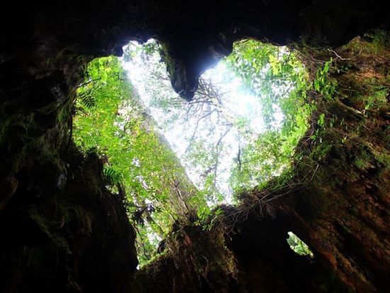 縄文杉日帰りトレッキングツアー 登山装備レンタル＆お弁当の事前申し込み可能　by 屋久島ガイド21EC-K 