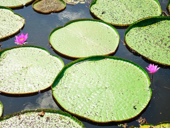 2つの川の合流地点を望む！アマゾン川クルーズ観光ツアー＜貸切／1日／昼食／英語ガイド／マナウス発＞