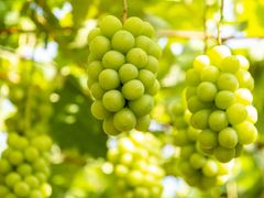 pixta_61285197_L