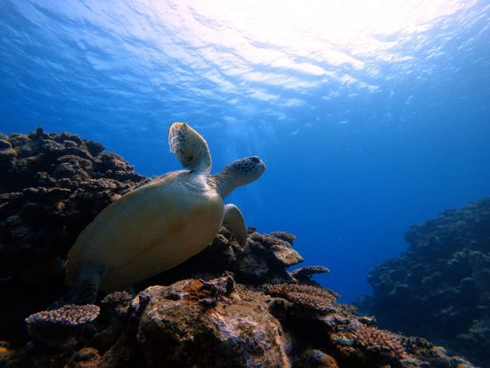 ファンダイビング　石垣島到着後すぐにできるダイブプランやナイトダイブプランもご用意！＜ボート／1～3ダイブ＞by イエローサブマリンダイブスタジオ