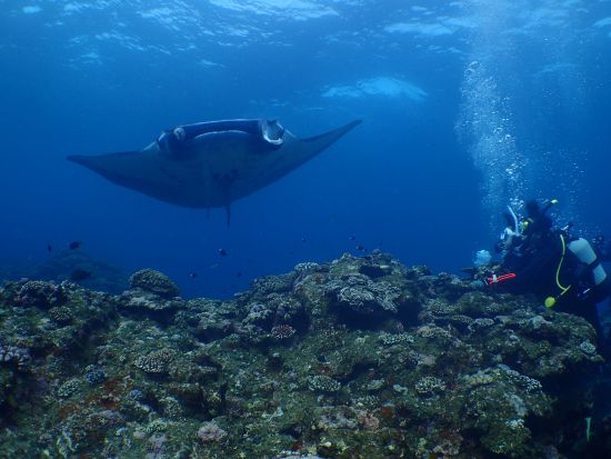 ファンダイビング　石垣島到着後すぐにできるダイブプランやナイトダイブプランもご用意！＜ボート／1～3ダイブ＞by イエローサブマリンダイブスタジオ
