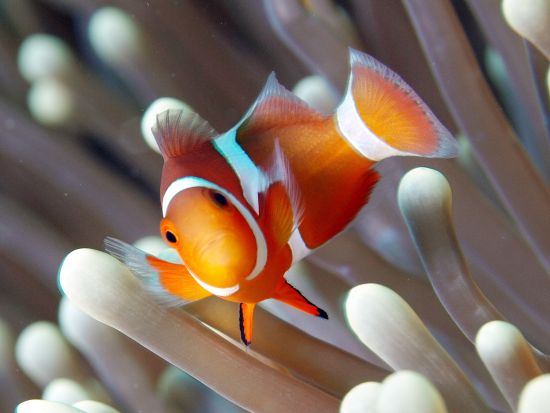 シュノーケリング　自社ボートや設備充実のショップありで快適な体験を＜1日または半日／島内送迎無料／石垣島＞by イエローサブマリンダイブスタジオ