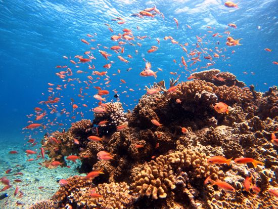 体験ダイビング　シュノーケリング付きプランあり！シャワー＆更衣室完備＜ボート／1～2ダイブ／半日または1日／島内送迎無料＞byイエローサブマリンダイブスタジオ