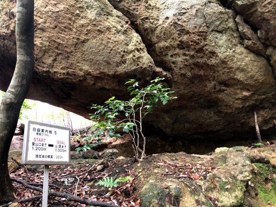 霊峰 白嶽（しらたけ）トレッキングツアー 海抜ほぼゼロから歩く飽きない登山道で対馬の自然を満喫 温泉入浴付きプランもあり＜ホテル送迎付き＞