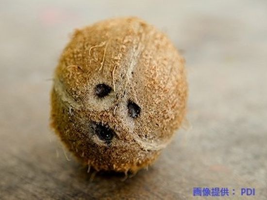 PDIココナッツオイル作り画像(クレジット有) (2)