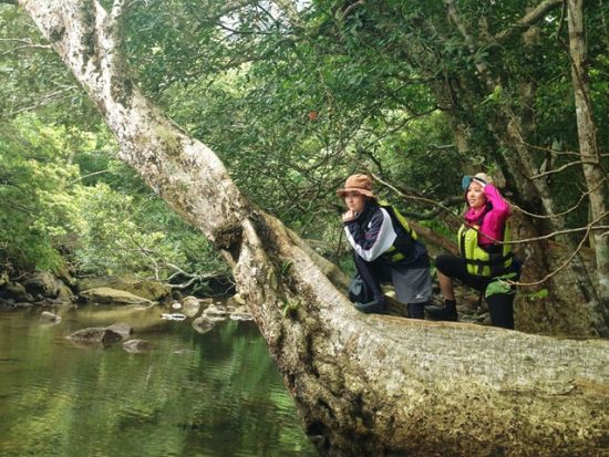 マングローブカヌー＋ピナイサーラの滝トレッキングツアー　初心者やお子様でも楽しめるお手軽に半日コース＜上原港または西部地区ホテル無料送迎／西表島＞