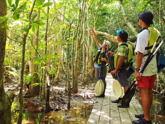 マングローブカヌー＋ピナイサーラの滝トレッキング＋鍾乳洞探検ツアー　亜熱帯の川、森、洞窟を探検する非日常体験！ ＜上原港または西部地区ホテル無料送迎／西表島＞