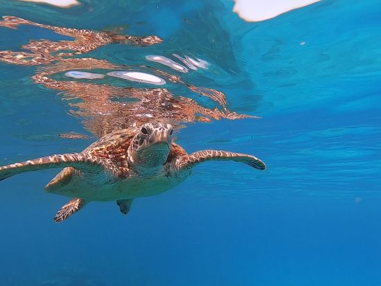 ウミガメを探しに行くシュノーケリングツアー  水中動画プレゼント！9:00または13:00から選択 ＜約3時間＞ by マリンクラブ カイオロヒア