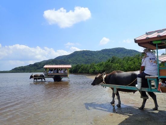 マングローブカヌー＋ピナイサーラの滝トレッキング＋由布島観光ツアー　午前はマングローブ、午後は由布島を満喫＜上原港または西部地区ホテル無料送迎／西表島＞