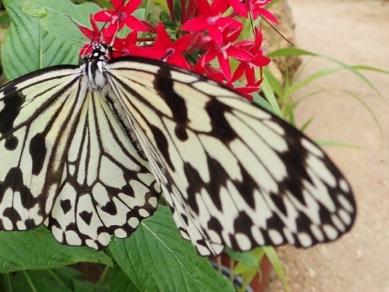 マングローブカヌー＋ピナイサーラの滝トレッキング＋由布島観光ツアー　午前はマングローブ、午後は由布島を満喫＜上原港または西部地区ホテル無料送迎／西表島＞