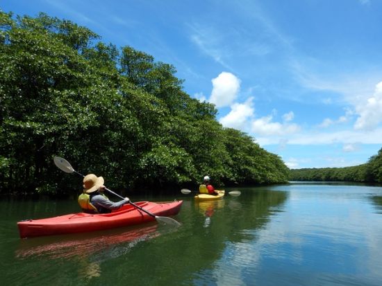 マングローブカヌー＋ピナイサーラの滝トレッキングツアー　滝上からの絶景と滝つぼから見上げる迫力の滝に感動！＜上原港または西部地区ホテル無料送迎／西表島＞