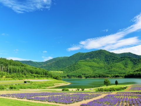かなやま湖 SUP体験　夏は湖からラベンダーも見える♪のんびり楽しむ半日レイクSUP ＜13歳以上参加OK／4～10月／富良野市＞ byフライングドルフィンズ