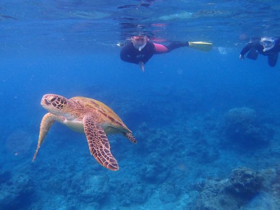 ウミガメを探しに行くシュノーケリングツアー  水中動画プレゼント！9:00または13:00から選択 ＜約3時間＞ by マリンクラブ カイオロヒア