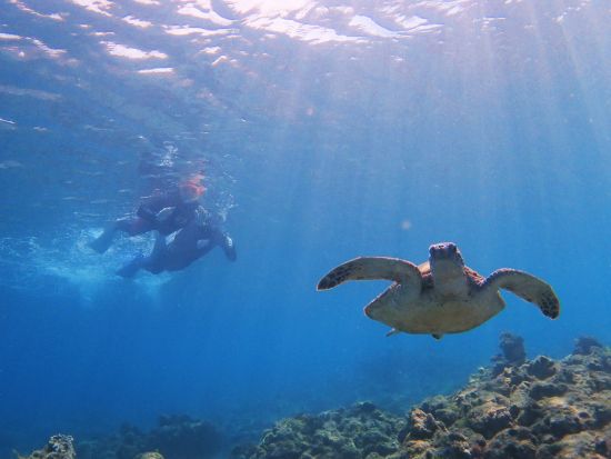 ウミガメを探しに行くシュノーケリングツアー  水中動画プレゼント！9:00または13:00から選択 ＜約3時間＞ by マリンクラブ カイオロヒア