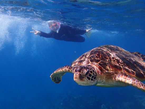 ウミガメを探しに行くシュノーケリングツアー  水中動画プレゼント！9:00または13:00から選択 ＜約3時間＞ by マリンクラブ カイオロヒア