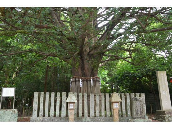 世界遺産熊野古道 熊野速玉大社～神倉神社 新宮日帰りウォーキングツアー ＜半日／現地集合／語り部ガイド付き＞ by 熊野トラベル