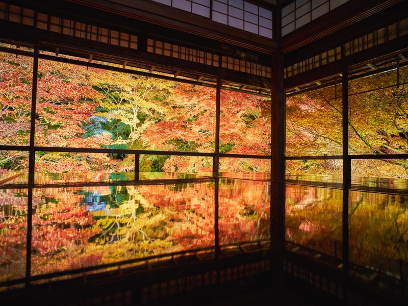 京都紅葉ツアー21 現地発オプショナルツアー 京都 旅行の観光 オプショナルツアー予約 Veltra ベルトラ 京都紅葉ツアー21 現地発オプショナルツアー 京都 旅行の観光 オプショナルツアー予約 Veltra ベルトラ