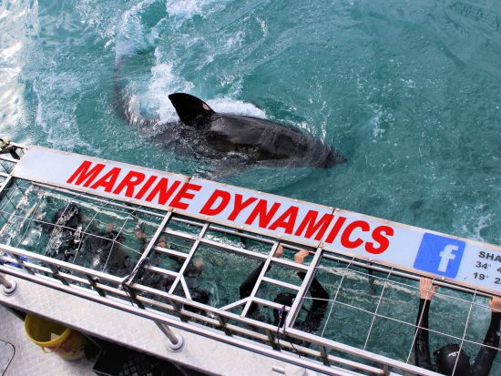 ホホジロザメケージダイビング終日ツアー あの有名サメ映画の世界を間近で！安全保障・アフリカ大陸の南端で極上の恐怖体験＜混載／軽食付／英語／ケープタウン発＞