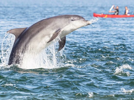 コナ・コースト　シーカヤック＆シュノーケリングツアー　野生のイルカをカヤックから観察！＜早朝／英語ガイド＞by オーシャンサファリ・カヤック