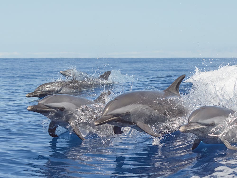 How Long Can Dolphins Stay Out of Water? - Harbor Breeze Cruises