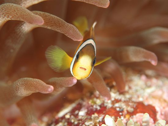 体験ダイビングツアー　ウミガメに会えるかも！水中カメラの無料レンタルあり＜ビーチエントリー／1ダイブ＞ by 屋久島ガイドクラブ