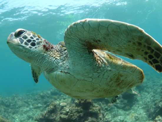 シュノーケリング 午前 / 午後の半日ツアー 水中カメラ無料レンタル＆写真プレゼント！前日16:00までリクエスト可 by屋久島ガイドクラブ