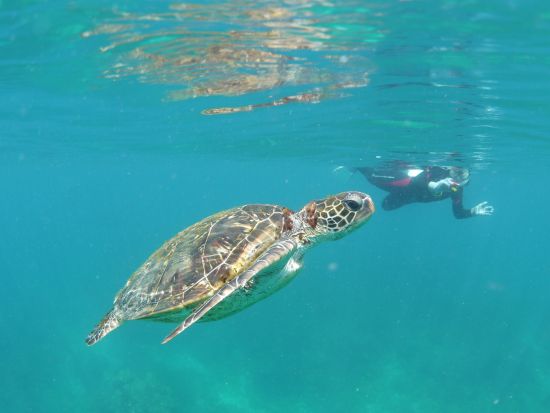 リバーカヤック＋シュノーケリング1日ツアー 水中カメラ無料レンタル可＜昼弁当付＞ ＊前日16:00までリクエスト可＊by 屋久島ガイドクラブ