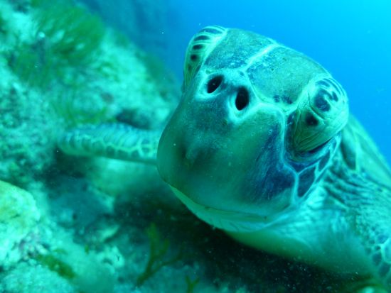 白谷雲水峡（苔むす森まで）トレッキング＋シュノーケリング 1日ツアー＜昼弁当付＞ by 屋久島ガイドクラブ