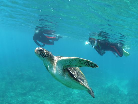 リバーカヤック＋シュノーケリング1日ツアー 水中カメラ無料レンタル可＜昼弁当付＞ ＊前日16:00までリクエスト可＊by 屋久島ガイドクラブ