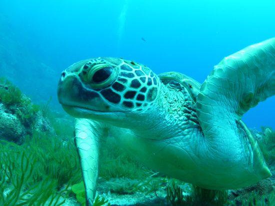 体験ダイビングツアー　ウミガメに会えるかも！水中カメラの無料レンタルあり＜ビーチエントリー／1ダイブ＞ by 屋久島ガイドクラブ