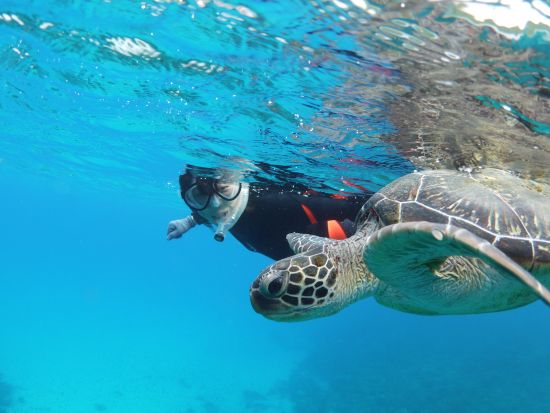 シュノーケリング 午前 / 午後の半日ツアー 水中カメラ無料レンタル＆写真プレゼント！前日16:00までリクエスト可 by屋久島ガイドクラブ
