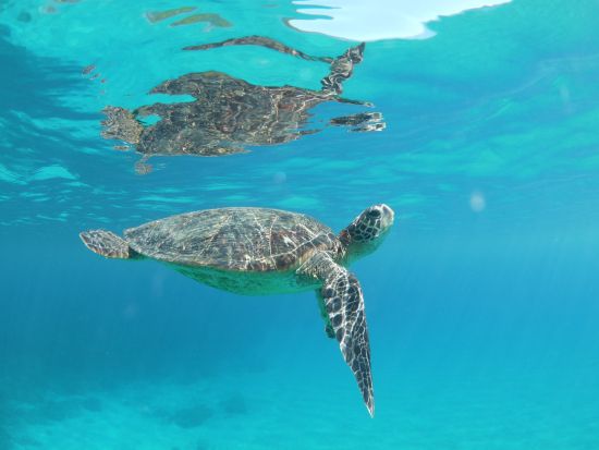 シュノーケリング 午前 / 午後の半日ツアー 水中カメラ無料レンタル＆写真プレゼント！前日16:00までリクエスト可 by屋久島ガイドクラブ