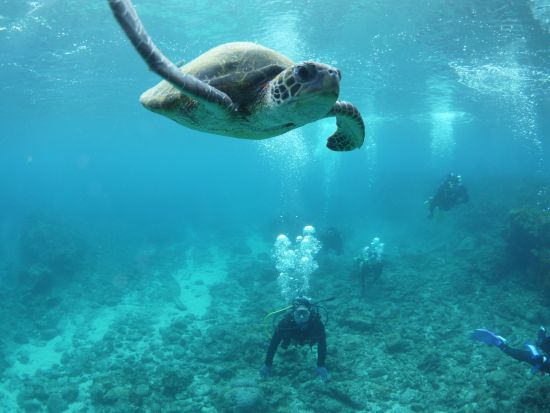 体験ダイビングツアー　ウミガメに会えるかも！水中カメラの無料レンタルあり＜ビーチエントリー／1ダイブ＞ by 屋久島ガイドクラブ